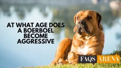 At What Age Does A Boerboel Become Aggressive