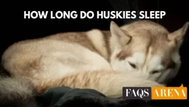 How Long Do Huskies Sleep