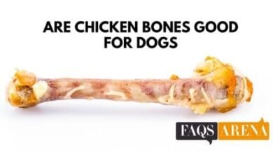 Are Chicken Bones Good For Dogs