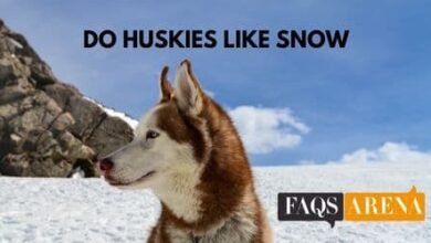Do Huskies Like Snow