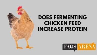 Does Fermenting Chicken Feed Increase Protein
