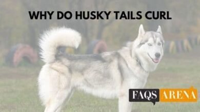 Why Do Husky Tails Curl