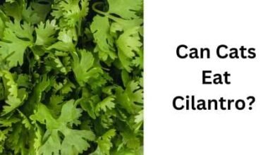 Can Cats Eat Cilantro
