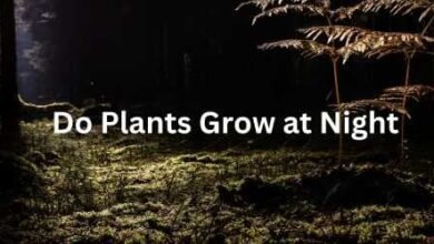 Do Plants Grow at Night