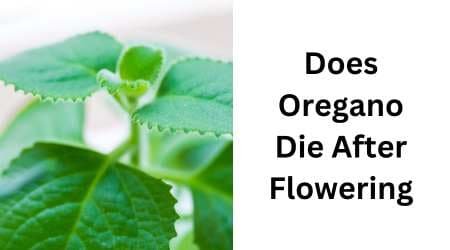 Does Oregano Die After Flowering