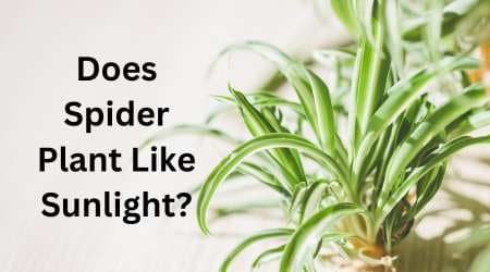 Does Spider Plant Like Sunlight?