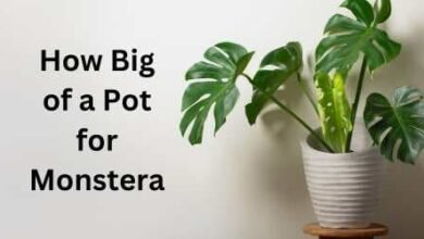How Big of a Pot for Monstera