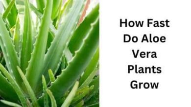 How Fast Do Aloe Vera Plants Grow
