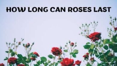 How Long Can Roses Last