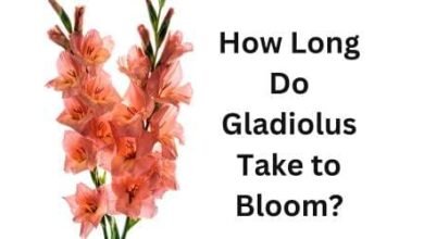 How Long Do Gladiolus Take to Bloom?