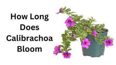 How Long Does Calibrachoa Bloom