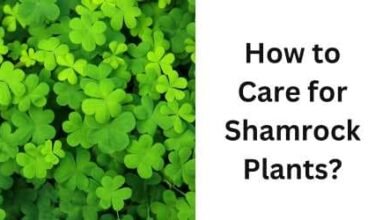 How to Care for Shamrock Plants