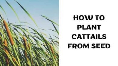 How to Plant Cattails from Seed