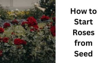 How to Start Roses from Seed