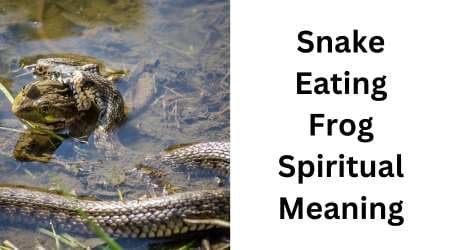 Snake Eating Frog Spiritual Meaning