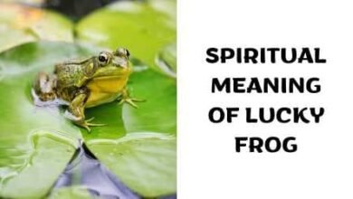 Spiritual Meaning of Lucky Frog