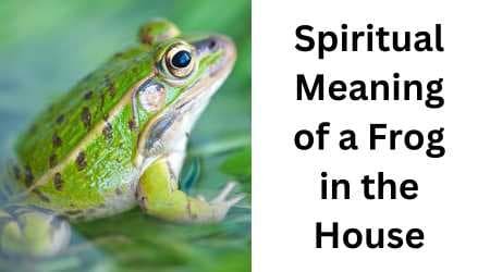 Frog in the House Spiritual Meaning