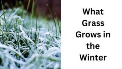 What Grass Grows in the Winter