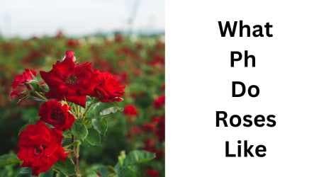 What Ph Do Roses Like