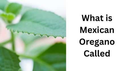 What is Mexican Oregano Called