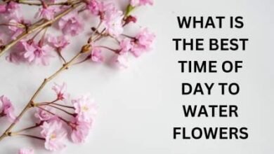 What is The Best Time Of Day To Water Flowers