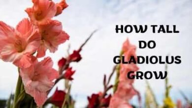 How Tall Do Gladiolus Grow